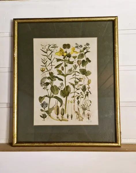 Foto de um(a) Par de belas figuras botânicas, da categoria de Desenhos. Lindas ilustrações botânicas vintage em quadro com moldura e vidro. Medindo 33,5 x 27,5cm. Mostrado de uma perspectiva diferente. Vendido no marketplace Trésors.
