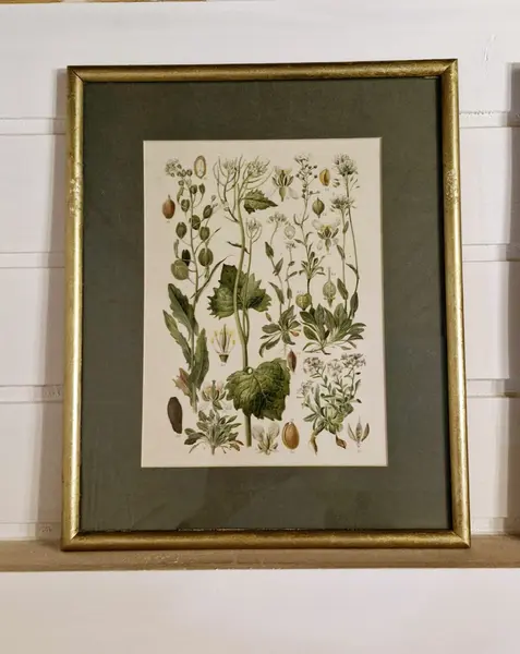 Foto de um(a) Par de belas figuras botânicas, da categoria de Desenhos. Lindas ilustrações botânicas vintage em quadro com moldura e vidro. Medindo 33,5 x 27,5cm. Mostrado de uma perspectiva diferente. Vendido no marketplace Trésors.