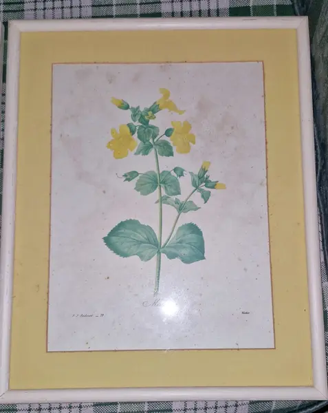 Foto de um(a) Trio de gravuras botânicas antigas, da categoria de Impressões. Este conjunto de três quadros apresenta gravuras botânicas clássicas do renomado pintor e botânico belga Pierre-Joseph... Mostrado de uma perspectiva diferente. Vendido no marketplace Trésors.