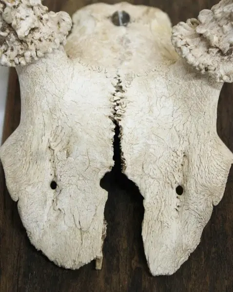 Foto de um(a) Galhada de cervo, da categoria de Outros objetos decorativos. Imponente galhada de cervo em arranjo para parede com base em madeira de lei. Base com 15A x 10cm de larguraGalhada com 25A... Mostrado de uma perspectiva diferente. Vendido no marketplace Trésors.