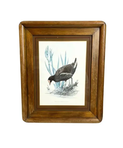 Foto de um(a) ​Impressão emoldurada em madeira e vidro - Galinha D'água, da categoria de Impressões. Impressão emoldurada em madeira e vidro. Marcas do tempo e uso na moldura, mas nada que um leve restauro não resolva. ... Vendido no marketplace Trésors.