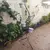 Foto de um(a) Floreira em ferro, da categoria de Móveis para jardim. Antiga floreira de canto em ferro com 5 suportes. Acompanha 4 vasos de porcelana e 1 vaso de cerâmica (perfeito para montar... Mostrado de uma perspectiva diferente. Vendido no marketplace Trésors.