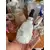 Foto de um(a) Antigo Perfumeiro De Coleção Opalina Cachimbo Cachorro, da categoria de Garrafas, potes e jarros. Antigo e diferente perfumeiro de coleção em opalina branca. Formato de cachimbo com cara de cachorro detetive. Linda peça... Mostrado de uma perspectiva diferente. Vendido no marketplace Trésors.