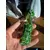 Foto de um(a) Antiga Pequena Escultura Cachorro Murano Italiano Millefiori, da categoria de Escultura. ~ Millefiori Glass ~ Antiga e legítima escultura de coleção representando cachorro. Peça pequena e com muita riqueza de... Mostrado de uma perspectiva diferente. Vendido no marketplace Trésors.