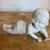 Foto de um(a) Antiga Escultura Bibelô Bebê Engatinhando Biscuit Alemão, da categoria de Escultura. Germany - Depose. Antigo bibelô feito a mão em Biscuit alemão, representando bebê engatinhando. Peça muito decorativa e... Mostrado de uma perspectiva diferente. Vendido no marketplace Trésors.