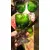 Foto de um(a) Antigo Trio De Taças Em Cristal Francês Verde Esmeralda, da categoria de Taças. Antigo trio de taças em cristal francês cor verde esmeralda. Lapidadas à mão.Medidas 11x6cm cada. Mostrado de uma perspectiva diferente. Vendido no marketplace Trésors.