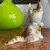 Foto de um(a) Antiga Escultura Bibelô De Gato Art Deco Porcelana Alemã, da categoria de Escultura. Antiga e graciosa escultura/bibelô de gatinho em porcelana artística alemã. Período totalmente Art Deco.Medidas 10x13cm. Mostrado de uma perspectiva diferente. Vendido no marketplace Trésors.