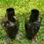 Foto de um(a) Antigo Raro Par De Esculturas Vasos Fada Anjo Bronze Francês, da categoria de Vasos. Antigo e lindo par de vasos/esculturas em bronze francês, em uma das peças temos um anjo e do outro uma fada. Peças de ótima... Mostrado de uma perspectiva diferente. Vendido no marketplace Trésors.