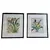 Foto de um(a) Par de quadros com gravuras de Orquídea, da categoria de Serigrafia. Belíssimos quadros decorativos em serigrafia, técnica que utiliza a seda como tela, com ilustrações botânicas clássicas de... Vendido no marketplace Trésors.