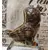 Foto de um(a) Cachepô Coruja Anos 50, da categoria de Cachepot. Coruja em porcelana policromada com olhos de vidro, década de 1950, com restauro antigo. Pode ser usada como porta treco ou... Mostrado de uma perspectiva diferente. Vendido no marketplace Trésors.