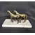 Foto de um(a) Escultura Equina, da categoria de Escultura. Escultura equina em antimônio com pátina bronze, década de 1940, com base em mármore carrara. Restauro pelo designer... Mostrado de uma perspectiva diferente. Vendido no marketplace Trésors.