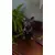 Foto de um(a) Escultura Bulldog Francês em Estuque Resinado, da categoria de Modelos e estatuetas. Escultura decorativa de design contemporâneo representando um bulldog francês. Confeccionada com estrutura interna de ferro... Mostrado de uma perspectiva diferente. Vendido no marketplace Trésors.