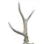 Foto de um(a) Galhada de cervo, da categoria de Outros objetos decorativos. Imponente galhada de cervo em arranjo para parede com base em madeira de lei. Base com 15A x 10cm de larguraGalhada com 25A... Mostrado de uma perspectiva diferente. Vendido no marketplace Trésors.