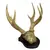 Foto de um(a) Imponente galhada de cervo, da categoria de Outros objetos decorativos. Imponente galhada de cervo em arranjo para parede com base em madeira nobre trabalhada. Medidas da base 25A X 20L e galhada... Mostrado de uma perspectiva diferente. Vendido no marketplace Trésors.