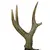 Foto de um(a) Imponente galhada de cervo, da categoria de Outros objetos decorativos. Imponente galhada de cervo em arranjo para parede com base em madeira nobre trabalhada. Medidas da base 25A X 20L e galhada... Mostrado de uma perspectiva diferente. Vendido no marketplace Trésors.