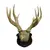 Foto de um(a) Imponente galhada de cervo, da categoria de Outros objetos decorativos. Imponente galhada de cervo em arranjo para parede com base em madeira nobre trabalhada. Medidas da base 25A X 20L e galhada... Vendido no marketplace Trésors.