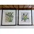 Foto de um(a) Belo Par de quadros com gravuras de Orquídea, da categoria de Gravuras. Belíssimos quadros decorativos em serigrafia, técnica que utiliza a seda como tela, com ilustrações botânicas clássicas de... Mostrado de uma perspectiva diferente. Vendido no marketplace Trésors.