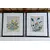 Foto de um(a) Belos quadros com gravuras botânicas antigas de orquídea, da categoria de Gravuras. Belíssimos quadros com gravuras em serigrafia, técnica que utiliza a seda como tela, os quadros apresentam ilustrações... Mostrado de uma perspectiva diferente. Vendido no marketplace Trésors.