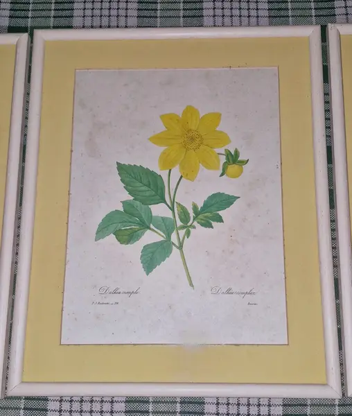 Foto de um(a) Trio de gravuras botânicas antigas, da categoria de Impressões. Este conjunto de três quadros apresenta gravuras botânicas clássicas do renomado pintor e botânico belga Pierre-Joseph... Mostrado de uma perspectiva diferente. Vendido no marketplace Trésors.