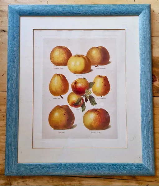 Foto de um(a) Belíssimo conjunto de quadros botânicos de frutas 3 peças, da categoria de Gravuras. Lindos quadros decorativos vintage com moldura azul texturizada e vidro, ideais para cozinhas e áreas gourmet. O conjunto... Mostrado de uma perspectiva diferente. Vendido no marketplace Trésors.