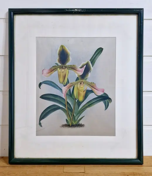 Foto de um(a) Belo Par de quadros com gravuras de Orquídea, da categoria de Gravuras. Belíssimos quadros decorativos em serigrafia, técnica que utiliza a seda como tela, com ilustrações botânicas clássicas de... Mostrado de uma perspectiva diferente. Vendido no marketplace Trésors.