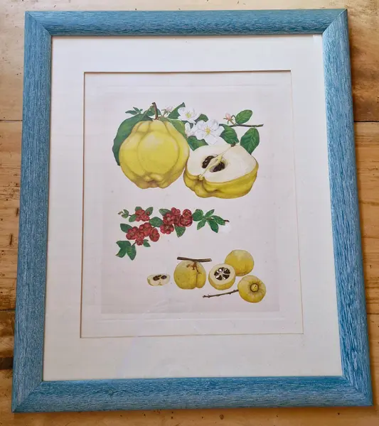 Foto de um(a) Belíssimo conjunto de quadros botânicos de frutas 3 peças, da categoria de Gravuras. Lindos quadros decorativos vintage com moldura azul texturizada e vidro, ideais para cozinhas e áreas gourmet. O conjunto... Mostrado de uma perspectiva diferente. Vendido no marketplace Trésors.