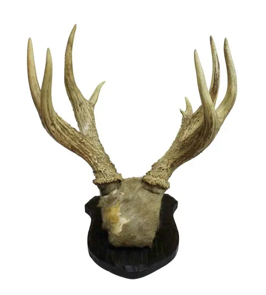 Foto de um(a) Imponente galhada de cervo, da categoria de Outros objetos decorativos. Imponente galhada de cervo em arranjo para parede com base em madeira nobre trabalhada. Medidas da base 25A X 20L e galhada... Vendido no marketplace Trésors.