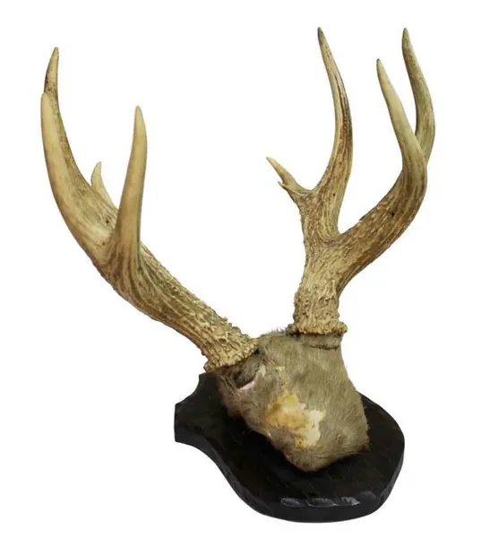 Foto de um(a) Imponente galhada de cervo, da categoria de Outros objetos decorativos. Imponente galhada de cervo em arranjo para parede com base em madeira nobre trabalhada. Medidas da base 25A X 20L e galhada... Mostrado de uma perspectiva diferente. Vendido no marketplace Trésors.