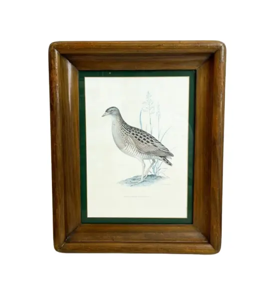 Foto de um(a) ​Impressão emoldurada em madeira e vidro - Râle des genêts (Crex crex), da categoria de Impressões. Impressão emoldurada em madeira e vidro. Marcas do tempo e uso na moldura, mas nada que um leve restauro não resolva. ... Vendido no marketplace Trésors.