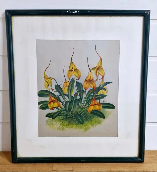Foto de um(a) Belos quadros com gravuras botânicas antigas de orquídea, da categoria de Gravuras. Belíssimos quadros com gravuras em serigrafia, técnica que utiliza a seda como tela, os quadros apresentam ilustrações... Mostrado de uma perspectiva diferente. Vendido no marketplace Trésors.