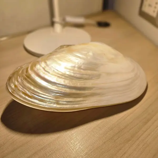 Foto de um(a) Concha Madrepérola importado indonésia (Bali), da categoria de Outros objetos decorativos. Concha Madrepérola importado indonésia (Bali) .medindo 28 cm. Mostrado de uma perspectiva diferente. Vendido no marketplace Trésors.