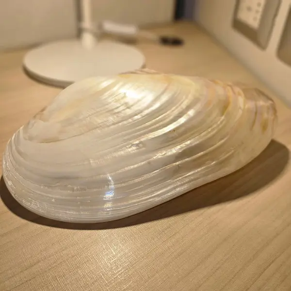 Foto de um(a) Concha Madrepérola importado indonésia (Bali), da categoria de Outros objetos decorativos. Concha Madrepérola importado indonésia (Bali) .medindo 28 cm. Mostrado de uma perspectiva diferente. Vendido no marketplace Trésors.