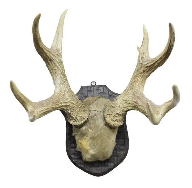 Foto de um(a) Imponente galhada de cervo, da categoria de Outros objetos decorativos. Imponente galhada de cervo em arranjo para parede com base em madeira nobre trabalhada. Medidas da base 25A X 20L e galhada... Mostrado de uma perspectiva diferente. Vendido no marketplace Trésors.