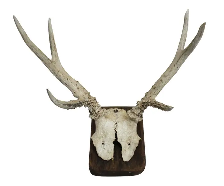 Foto de um(a) Galhada de cervo, da categoria de Outros objetos decorativos. Imponente galhada de cervo em arranjo para parede com base em madeira de lei. Base com 15A x 10cm de larguraGalhada com 25A... Vendido no marketplace Trésors.