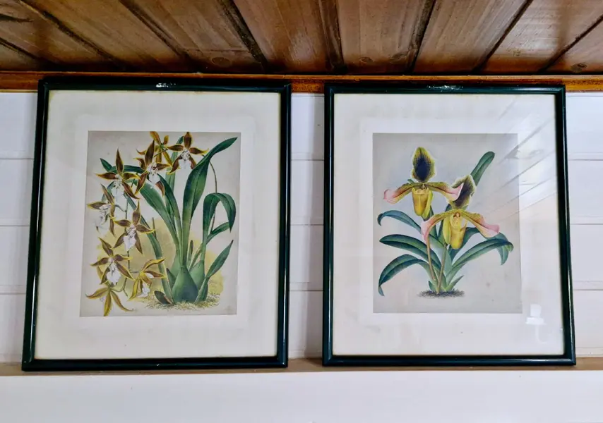 Foto de um(a) Belo Par de quadros com gravuras de Orquídea, da categoria de Gravuras. Belíssimos quadros decorativos em serigrafia, técnica que utiliza a seda como tela, com ilustrações botânicas clássicas de... Mostrado de uma perspectiva diferente. Vendido no marketplace Trésors.