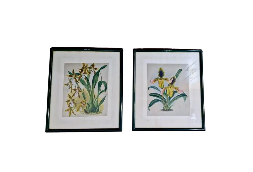 Foto de um(a) Belo Par de quadros com gravuras de Orquídea, da categoria de Gravuras. Belíssimos quadros decorativos em serigrafia, técnica que utiliza a seda como tela, com ilustrações botânicas clássicas de... Vendido no marketplace Trésors.