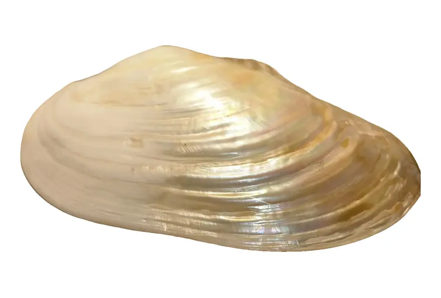 Foto de um(a) Concha Madrepérola importado indonésia (Bali), da categoria de Outros objetos decorativos. Concha Madrepérola importado indonésia (Bali) .medindo 28 cm. Vendido no marketplace Trésors.