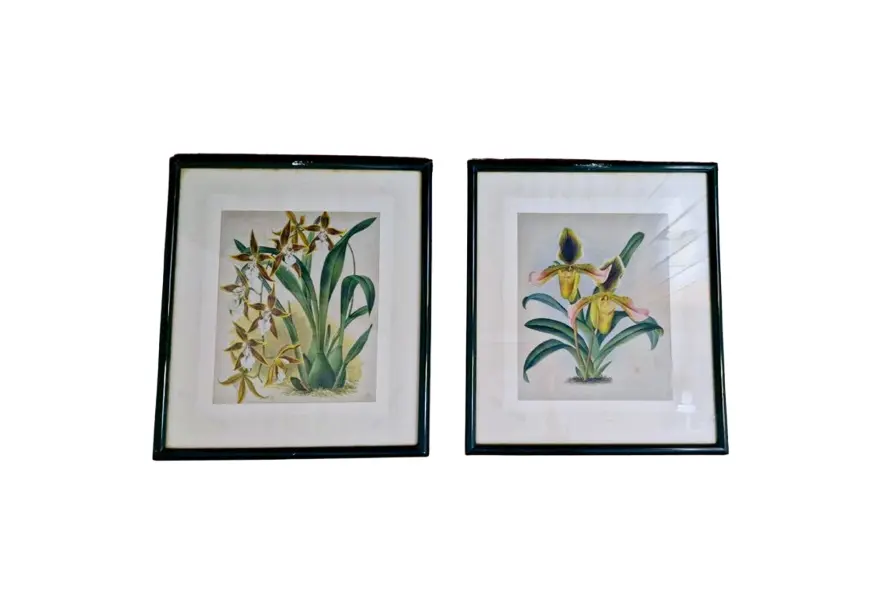 Foto de um(a) Par de quadros com gravuras de Orquídea, da categoria de Serigrafia. Belíssimos quadros decorativos em serigrafia, técnica que utiliza a seda como tela, com ilustrações botânicas clássicas de... Vendido no marketplace Trésors.