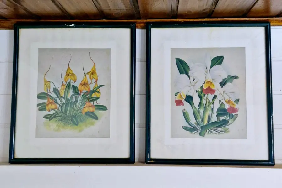 Foto de um(a) Belos quadros com gravuras botânicas antigas de orquídea, da categoria de Gravuras. Belíssimos quadros com gravuras em serigrafia, técnica que utiliza a seda como tela, os quadros apresentam ilustrações... Mostrado de uma perspectiva diferente. Vendido no marketplace Trésors.
