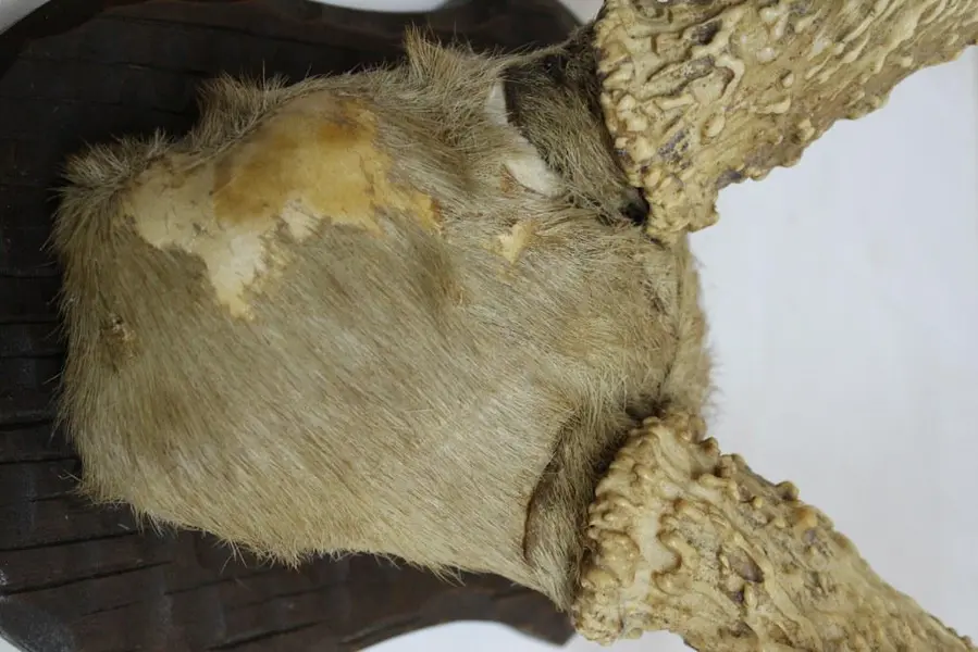 Foto de um(a) Imponente galhada de cervo, da categoria de Outros objetos decorativos. Imponente galhada de cervo em arranjo para parede com base em madeira nobre trabalhada. Medidas da base 25A X 20L e galhada... Mostrado de uma perspectiva diferente. Vendido no marketplace Trésors.