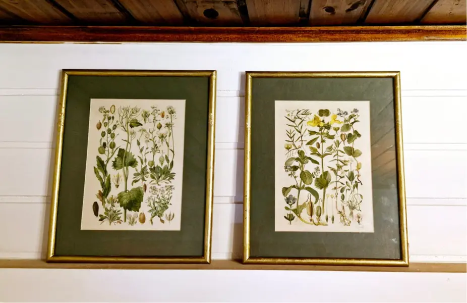 Foto de um(a) Par de belas figuras botânicas, da categoria de Desenhos. Lindas ilustrações botânicas vintage em quadro com moldura e vidro. Medindo 33,5 x 27,5cm. Mostrado de uma perspectiva diferente. Vendido no marketplace Trésors.