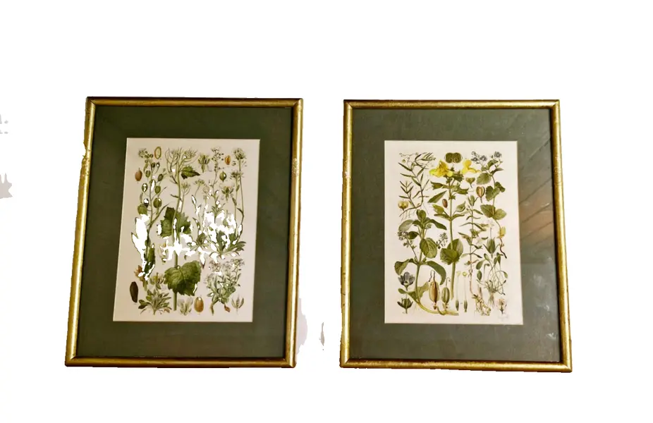 Foto de um(a) Par de belas figuras botânicas, da categoria de Desenhos. Lindas ilustrações botânicas vintage em quadro com moldura e vidro. Medindo 33,5 x 27,5cm. Vendido no marketplace Trésors.