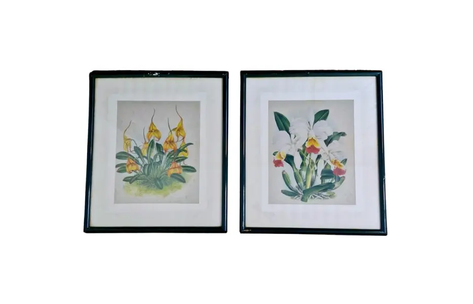 Foto de um(a) Belos quadros com gravuras botânicas antigas, da categoria de Serigrafia. Belíssimos quadros com gravuras em serigrafia, técnica que utiliza a seda como tela, os quadros apresentam ilustrações... Vendido no marketplace Trésors.