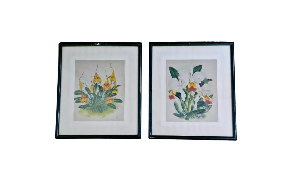 Foto de um(a) Belos quadros com gravuras botânicas antigas de orquídea, da categoria de Gravuras. Belíssimos quadros com gravuras em serigrafia, técnica que utiliza a seda como tela, os quadros apresentam ilustrações... Vendido no marketplace Trésors.