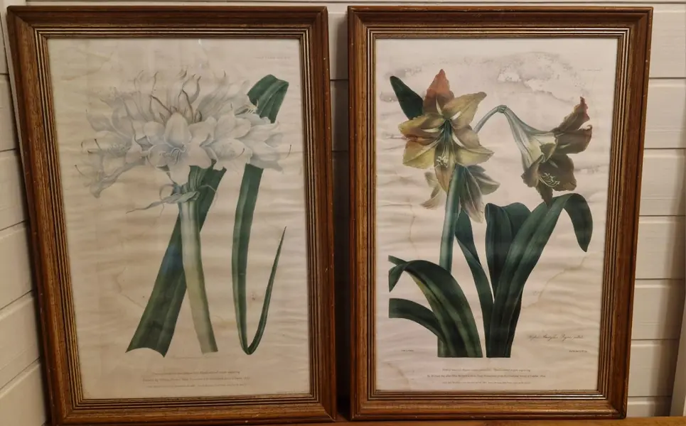 Foto de um(a) Par de belos quadros com gravuras botânicas, da categoria de Desenhos. Lindos quadros com moldura de madeira maciça e vidro. Gravuras representando flores - lírios e amarílis. Com marcas do... Mostrado de uma perspectiva diferente. Vendido no marketplace Trésors.