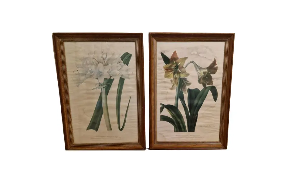 Foto de um(a) Par de belos quadros com gravuras botânicas, da categoria de Desenhos. Lindos quadros com moldura de madeira maciça e vidro. Gravuras representando flores - lírios e amarílis. Com marcas do... Vendido no marketplace Trésors.